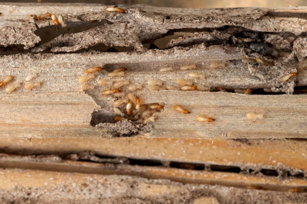 Best Termite Control Services  in Rogue River, OR
